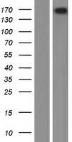PLCH2 Human Over-expression Lysate