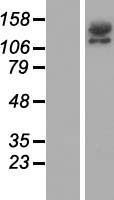 RIM2 (RIMS2) Human Over-expression Lysate