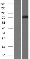 EDEM1 Human Over-expression Lysate