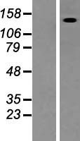 FRMPD4 Human Over-expression Lysate