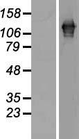 SART3 Human Over-expression Lysate