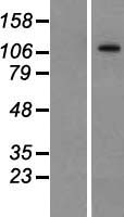 BTF (BCLAF1) Human Over-expression Lysate