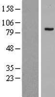 PHF16 (JADE3) Human Over-expression Lysate