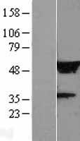 LRRC14 Human Over-expression Lysate