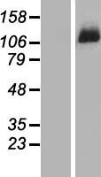 DDX46 Human Over-expression Lysate