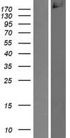 CDC42 binding protein kinase alpha (CDC42BPA) Human Over-expression Lysate