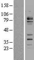 FCHSD2 Human Over-expression Lysate