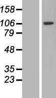 PJA2 Human Over-expression Lysate