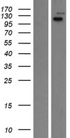 LRIG2 Human Over-expression Lysate