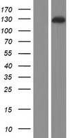 FARP2 Human Over-expression Lysate