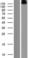 RUSC2 Human Over-expression Lysate