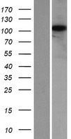 KIAA0753 Human Over-expression Lysate