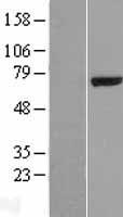SPOCK2 Human Over-expression Lysate