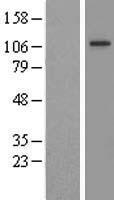 FIG4 Human Over-expression Lysate