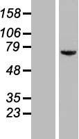KIAA0020 (PUM3) Human Over-expression Lysate