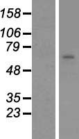 N4BP2L2 Human Over-expression Lysate