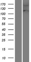 FAM13A Human Over-expression Lysate