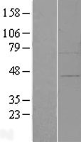 ZFP30 Human Over-expression Lysate