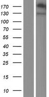 Neuroligin 4 (NLGN4Y) Human Over-expression Lysate
