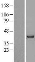 VASH1 Human Over-expression Lysate