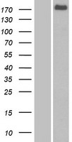 FRMPD1 Human Over-expression Lysate