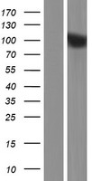 SAPS1 (PPP6R1) Human Over-expression Lysate