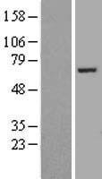 FASTKD2 Human Over-expression Lysate
