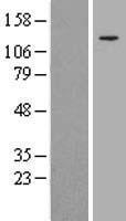 FNDC3A Human Over-expression Lysate