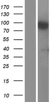 CHSY1 Human Over-expression Lysate