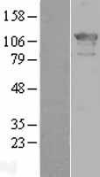 ZHX2 Human Over-expression Lysate