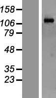 ZCWCC1 (MORC2) Human Over-expression Lysate