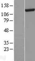DHX30 Human Over-expression Lysate