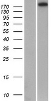 RIM1 (RIMS1) Human Over-expression Lysate