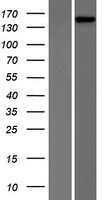 PHLPP2 Human Over-expression Lysate