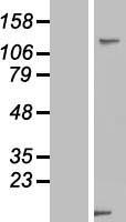 USP33 Human Over-expression Lysate
