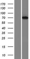 FBP17 (FNBP1) Human Over-expression Lysate