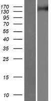 TNIK Human Over-expression Lysate