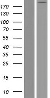 Talin 2 (TLN2) Human Over-expression Lysate