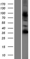 FSTL4 Human Over-expression Lysate