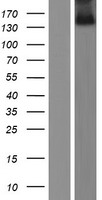ZNF423 Human Over-expression Lysate