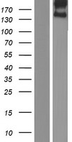 stabilin1 (STAB1) Human Over-expression Lysate