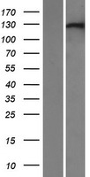 XPO6 Human Over-expression Lysate