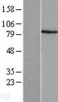 ACSBG1 Human Over-expression Lysate