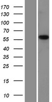 PMPCA Human Over-expression Lysate