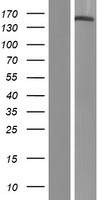 PHLDB1 Human Over-expression Lysate