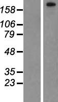 PHF3 Human Over-expression Lysate