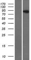 RFTN1 Human Over-expression Lysate