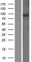 RGL1 Human Over-expression Lysate