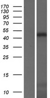 Kazrin (KAZN) Human Over-expression Lysate