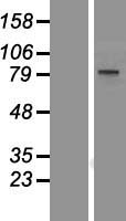 BOP1 Human Over-expression Lysate